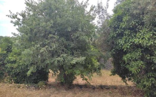 Vendita terreno commerciale industriale attività produttive artigianali Riposto Giovanna Nicolosi Agente Immobiliare